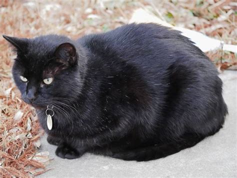 fat black cat